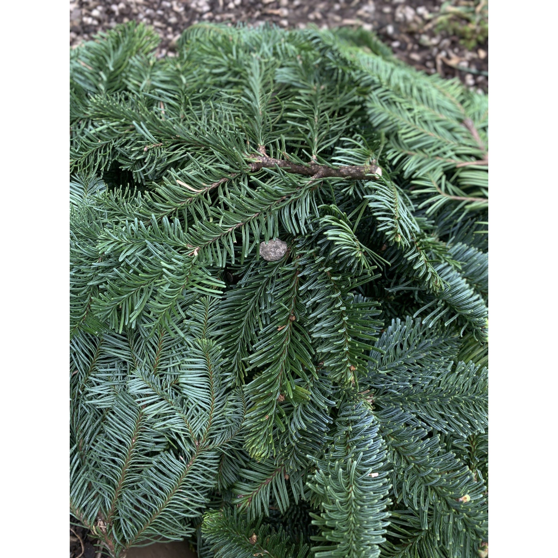 Forest Oil Diffuser Blend essential oil kotanical 