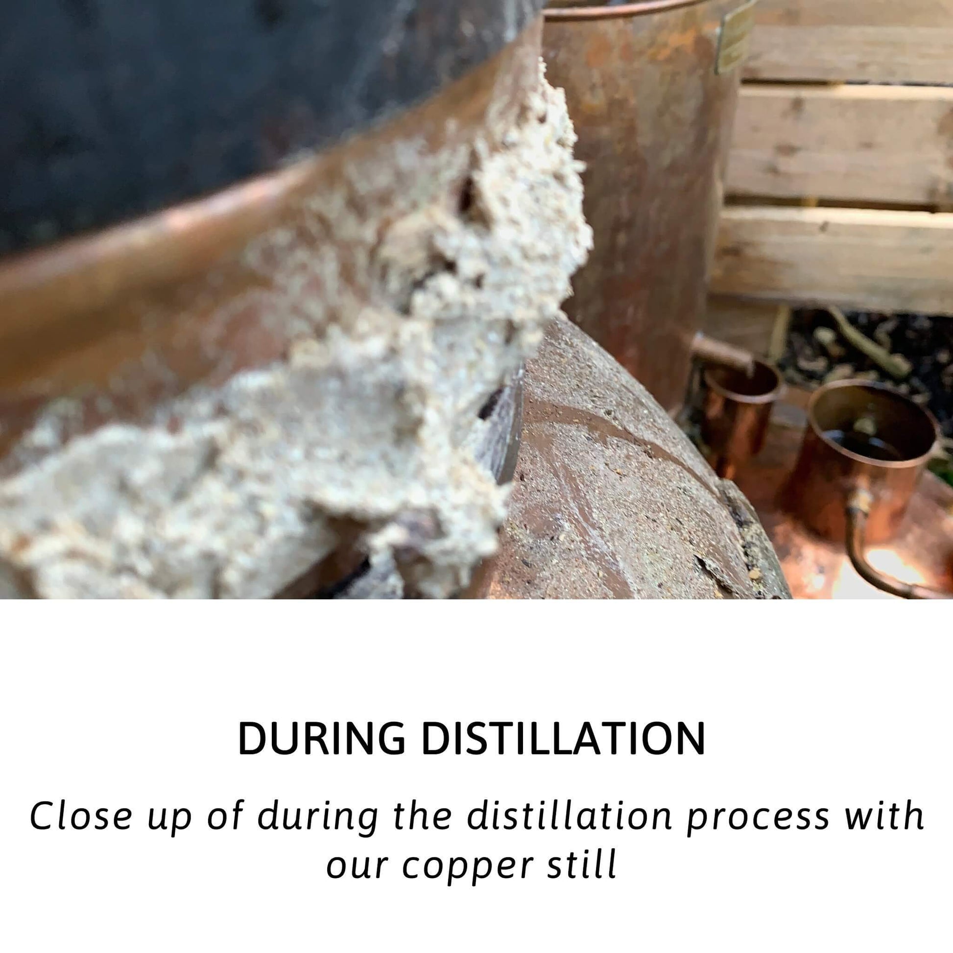 Frankincense Essential Oil kotanical 