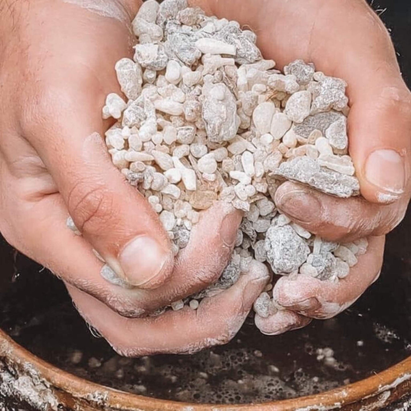 Frankincense Essential Oil kotanical 