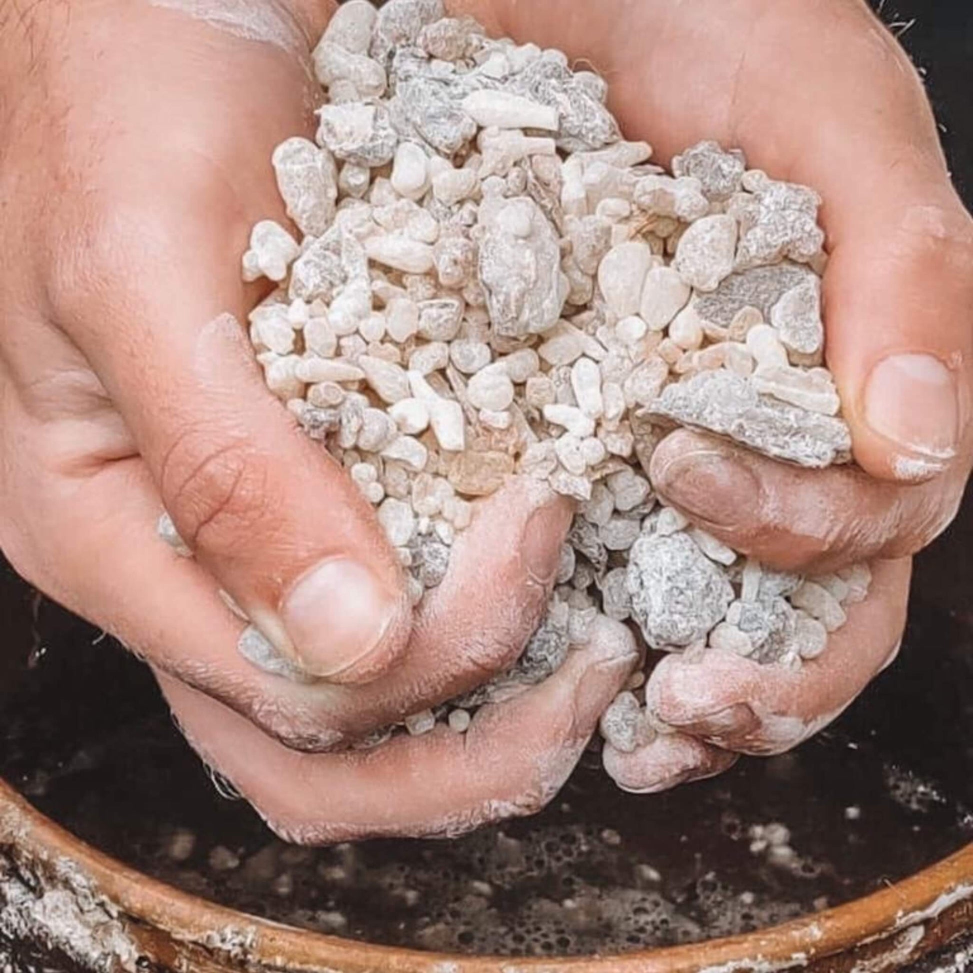 Frankincense Essential Oil kotanical 