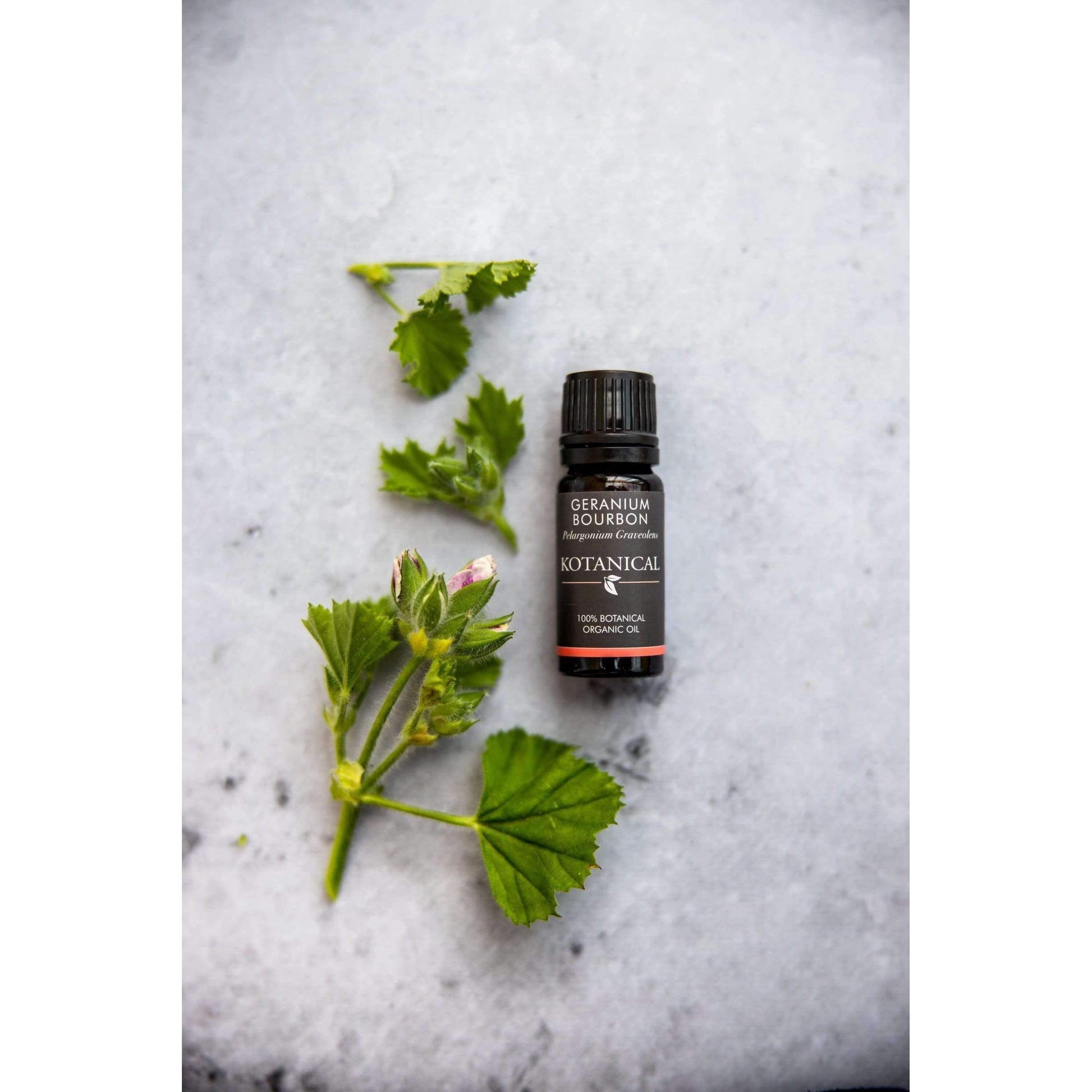 Geranium Bourbon Essential Oil essential oil kotanical 