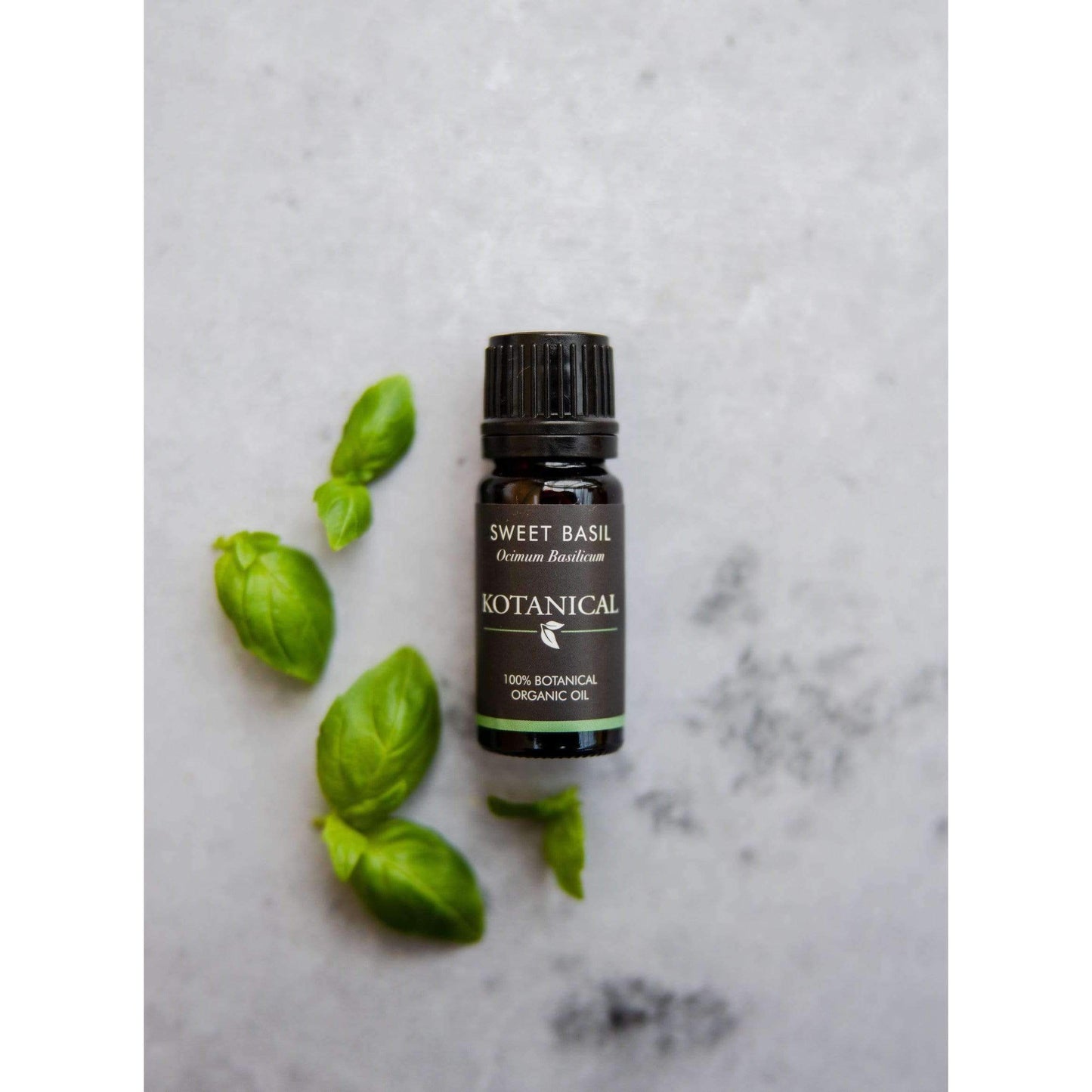 Sweet Basil Essential Oil kotanical 